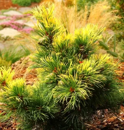 Сосна японська Голділокс,  Pinus parviflora Goldilocks