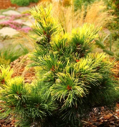 Сосна японська Голділокс, Pinus parviflora Goldilocks