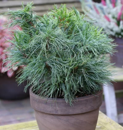 Сосна Грін Твіст, Pinus strobus 'Green Twist'