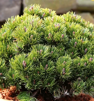 Сосна гірська Пікобелло