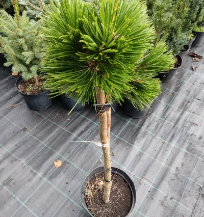 Сосна гельдрейха Шмідті на штамбі