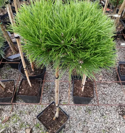 Сосна гельдрейха Шмідті на штамбі