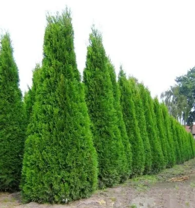 Туя західна Колумна