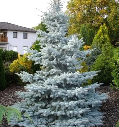 Ялина блакитна Хупсі, Picea pungens Hoopsiі