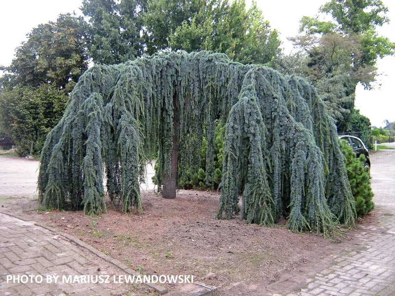 Кедр Глаука Пендула