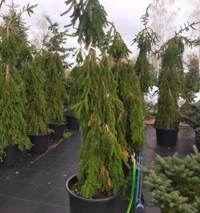 Ялина звичайна Інверса, Picea abies Inversa