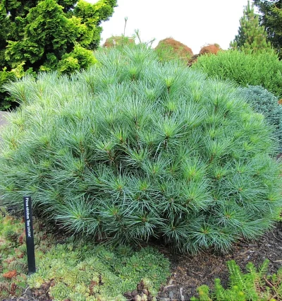 Pinus strobus 'Sea Urchin'