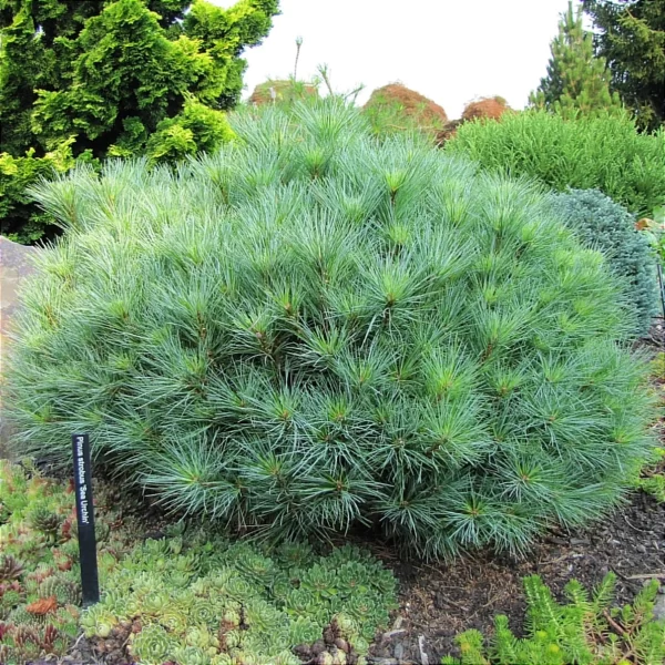 Pinus strobus 'Sea Urchin'