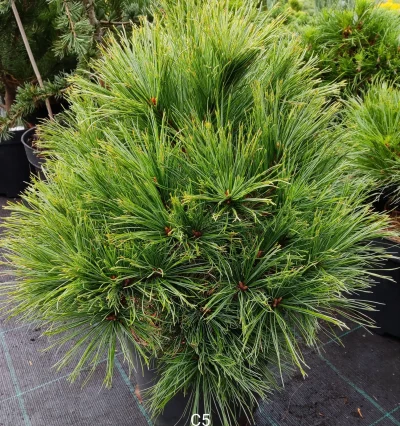 Сосна Веймутовая Грег