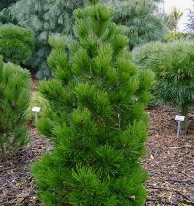 Сосна білокора Цверг Шневердинген