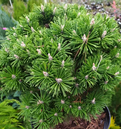 Сосна гірська Бенжамін