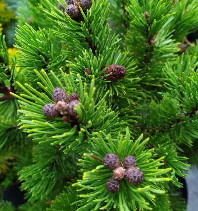 Сосна гірська Гріндейл