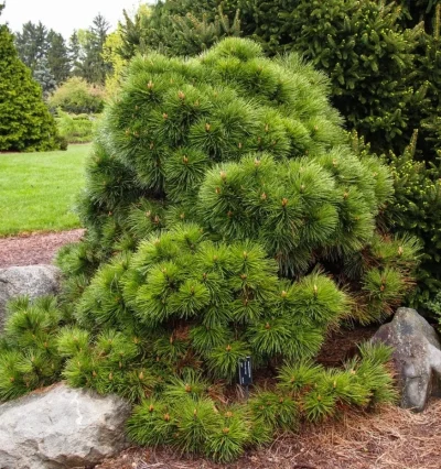 Сосна чорна Хельга