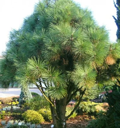 Сосна Джеффри Джопі