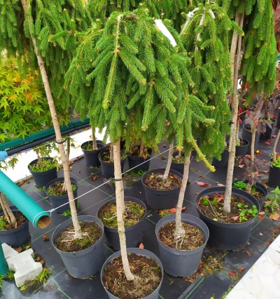 Ялина Інверса на штамбі