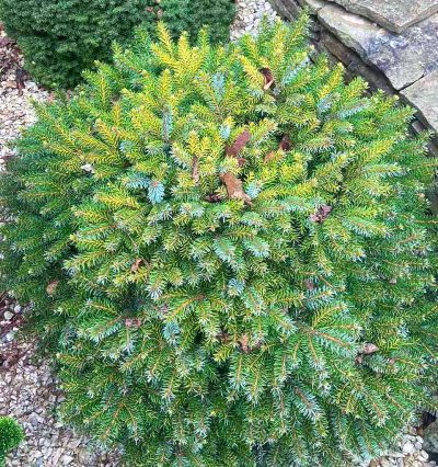 Ялина сербська Певе ТіджинЯлина сербська Певе Тіджин