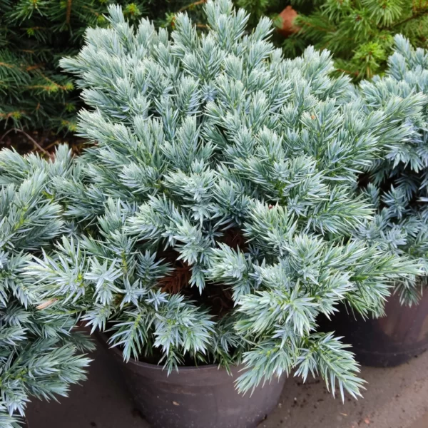 Ялівець Блу Стар, Juniperus squamata Blue Star