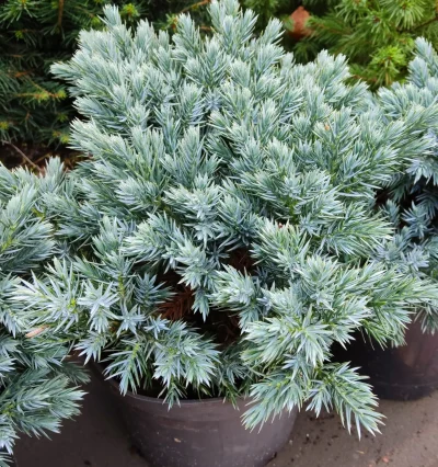 Ялівець Блу Стар, Juniperus squamata Blue Star