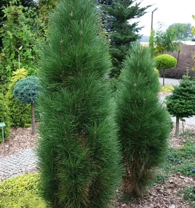 Сосна Грін Тауер, Pinus nigra Green Tower