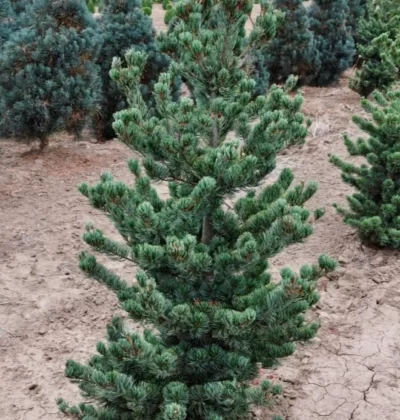 Сосна Глаука, Pinus parviflora Glauca