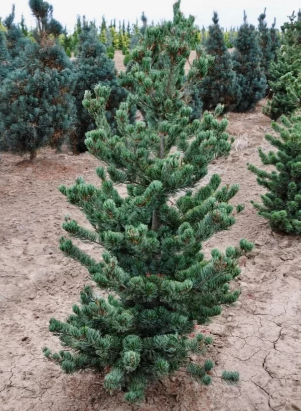 Сосна Глаука, Pinus parviflora Glauca