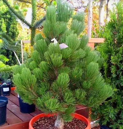 Сосна білокора Малінкі, Pinus leucodermis Malinki