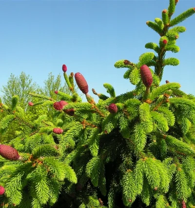 Ялина звичайна Акрокона