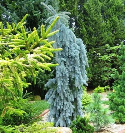 Ялина колюча Глаука Пендула