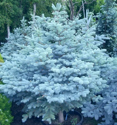 Ялина блакитна Глаука Глобоза