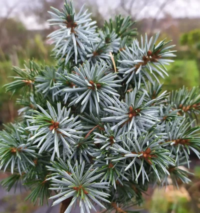 Ялина сітхінська Папус на штамбі