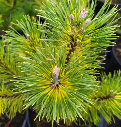Сосна гірська Саншайн, Pinus mugo Sunshine