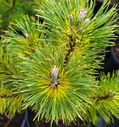 Сосна гірська Саншайн, Pinus mugo Sunshine