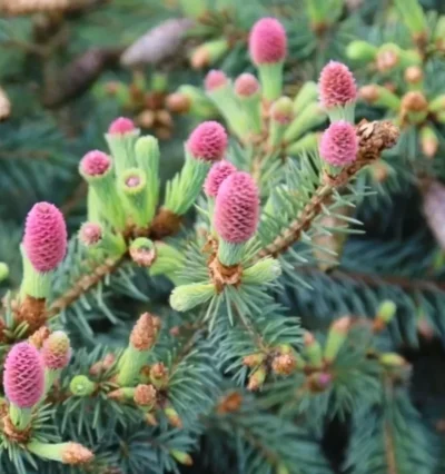 Ялина блакитна 'Hermann Naue'