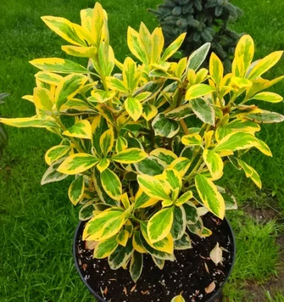 Бересклет Японський Луна, Euonymus japonicus Luna