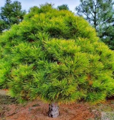 Pinus niigra Spielberg