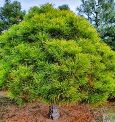 Pinus niigra Spielberg 