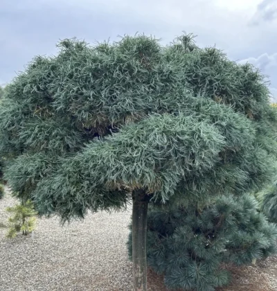 Сосна веймутова Грін Твіст, Pinus strobus 'Green Twist'