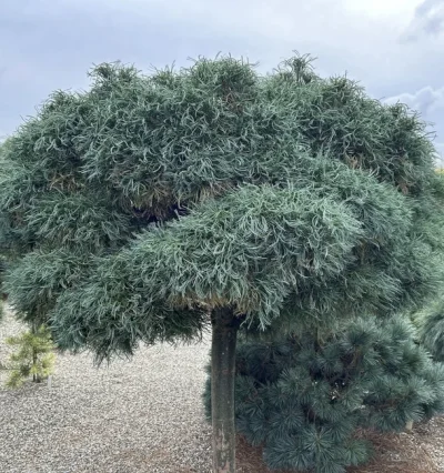 Сосна веймутова Грін Твіст, Pinus strobus 'Green Twist'
