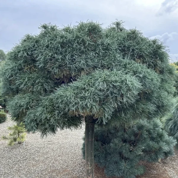 Сосна веймутова Грін Твіст, Pinus strobus 'Green Twist'