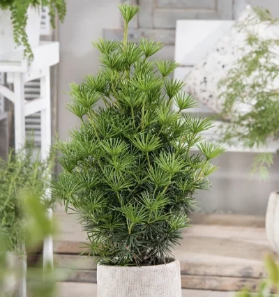 Сосна зонтична, Сціадопітіс мутовчастий