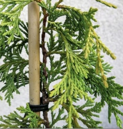 Кипарисовик нутканський / Chamaecyparis n. 'Boyko's Sundown' / С5