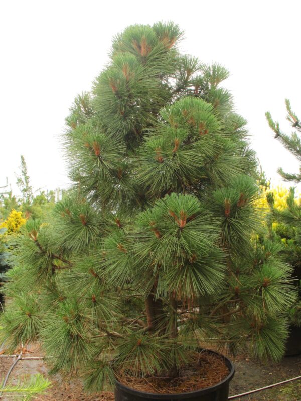 Сосна Джеффрі Джопі, Pinus jeffreyi 'Joppi'