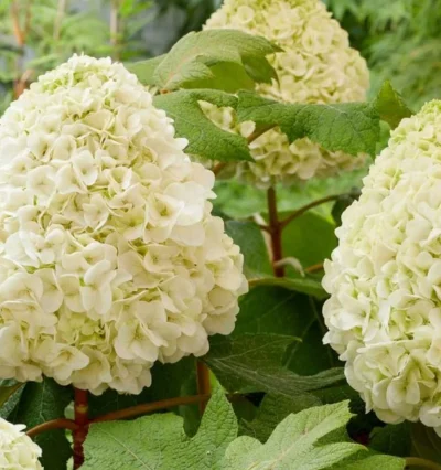 Гортензія дуболистна Тара