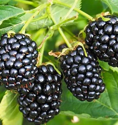 Саженцы ежевики