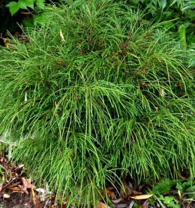 Туя складчаста Віпкорд (Thuja plicata Whipcord)