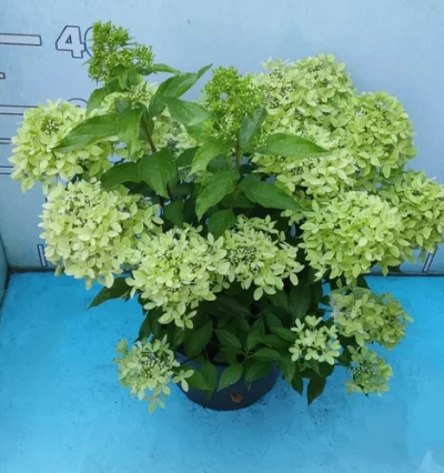 Гортензія Літл Крем Брюле (Hydrangea Paniculata Little Cream Brûlée)