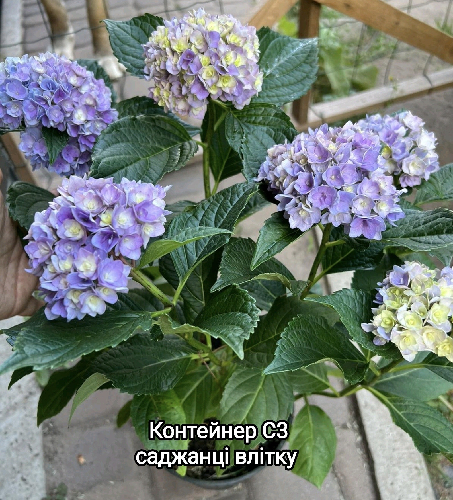 Гортензія Ю & Мі Тугезе, Hydrangea m. "You & Me Together"