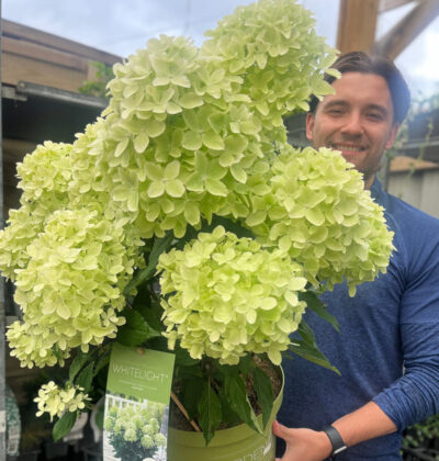 Hydrangea Whitelight