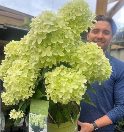 Hydrangea Whitelight