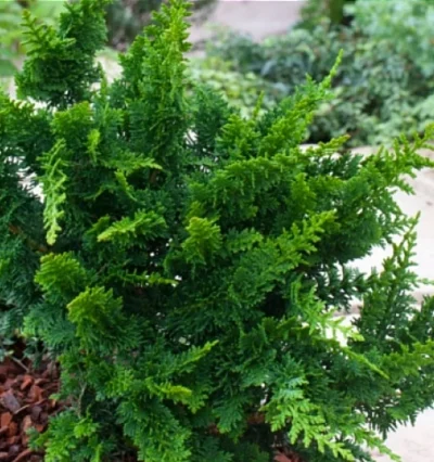 Кипарисовик туполистний Тедді Бір